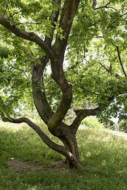 Amerikanischer Zürgelbaum