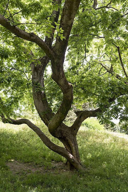 Basel und seine Bäume Amerikanischer Zürgelbaum