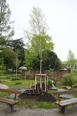 Moor-Birke - Baum des Jahres 2023